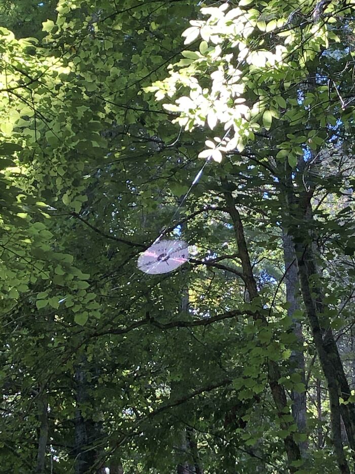 The Way The Light Hits This Spiderweb Makes It Look Like A Cd-Rom