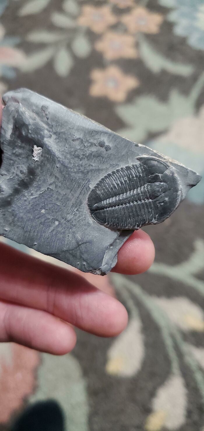 Found This Fossil Today