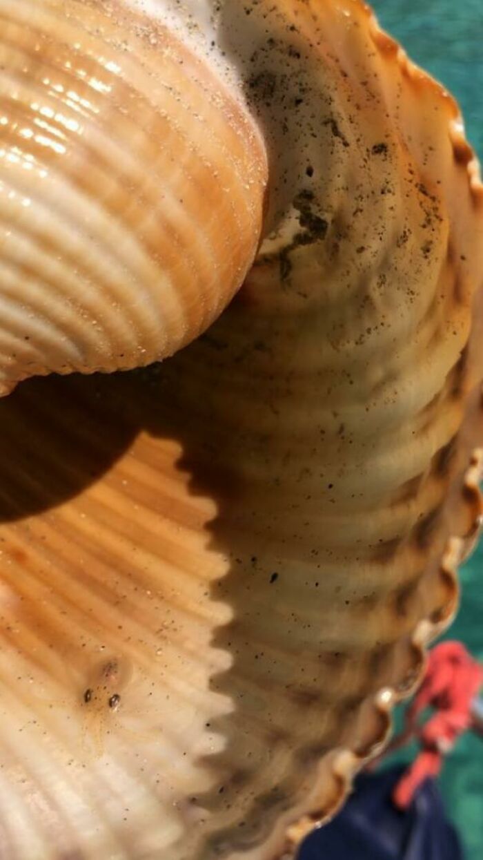 Tiny Octopus I Found Inside A Seashell!