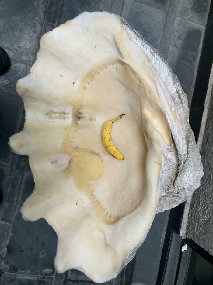 100+ Year Old Clam From The Great Barrier Reef