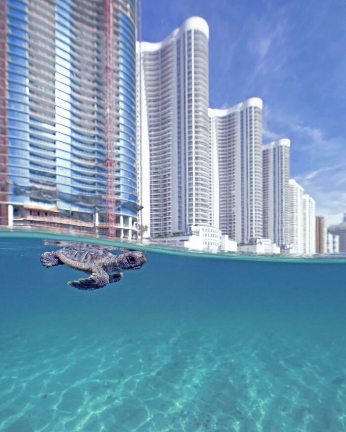 Baby Sea Turtle's First Swim As It Just Hatched On This Populated Beach In Miami