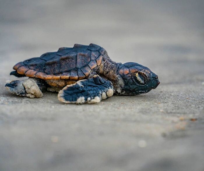 Majestic Baby Loggerhead Turtle