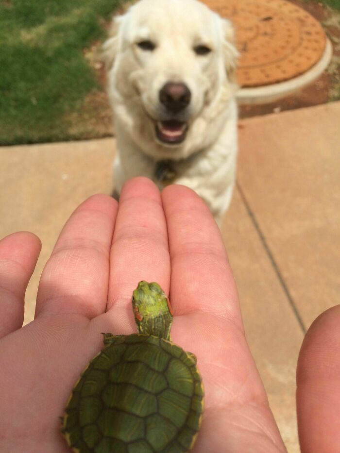 I Found A Tiny Baby Turtle Today. Best Day Ever