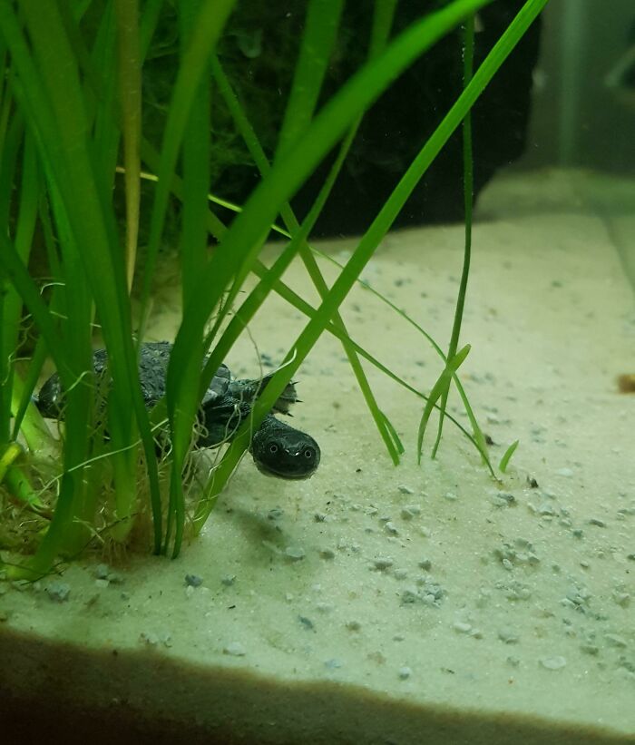 Baby Turtle Hiding Behind Val