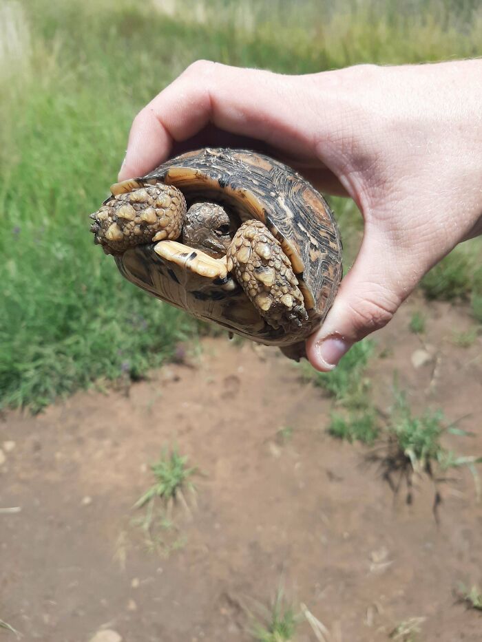 Cute Little Leopard Tortoise Moved From A Busy Street It Was Crossing To A More Suitable Environment