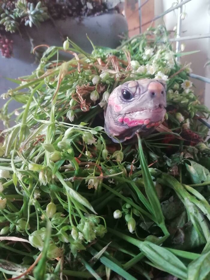 My Cute Red-Footed Tortoise Dixie Acting Like Bulbasaur