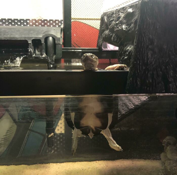 Not Sure If You Think Turtles Are Cute But Squirtle Wanted To Say Hi