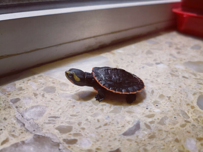 Are Turtles Cute? Meet Frodo