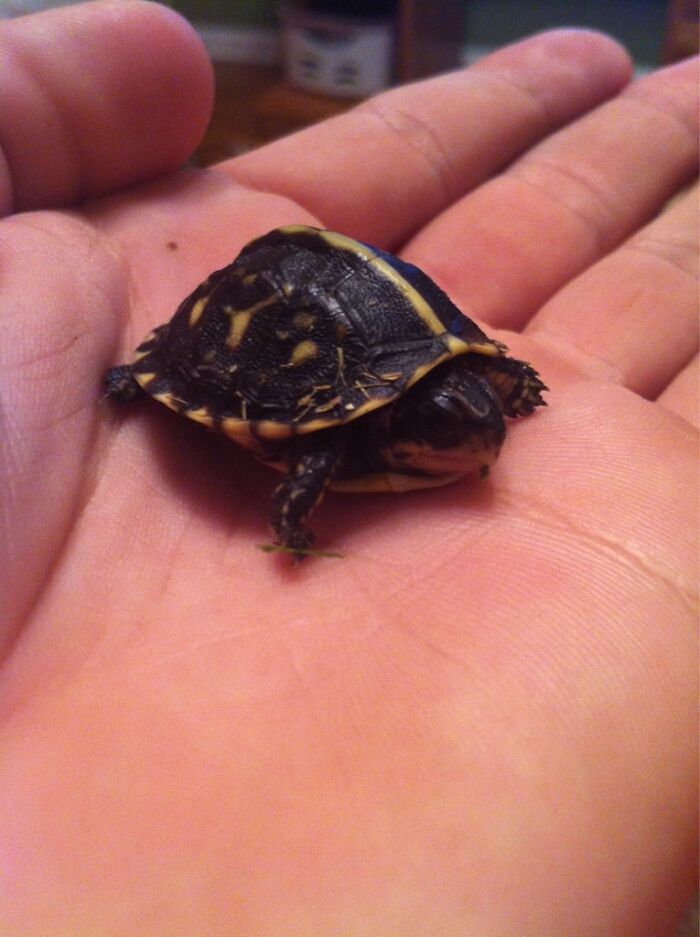 Not Your Cat Or Dog But Just As Cute! Pandas Meet Timmy Bob The Turtle
