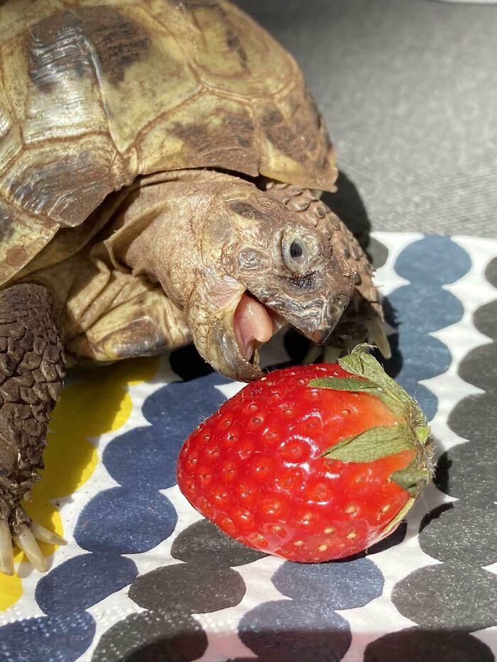 This Is My Turtle. Thought I’d Show You Guys This Cute Picture