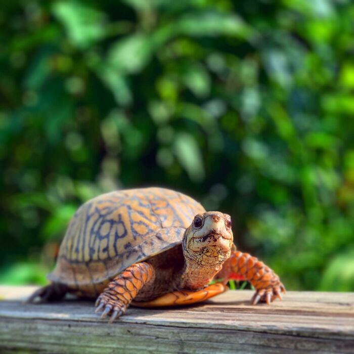 I Get To Work With Some Pretty Cute Box Turtles
