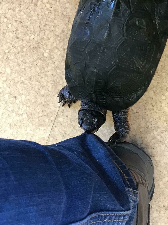 Turtles Have Exceptional Color Vision. They See More Shades Of Red, Which Might Be Why This One’s Mistaking A Blue Jean For A Blueberry