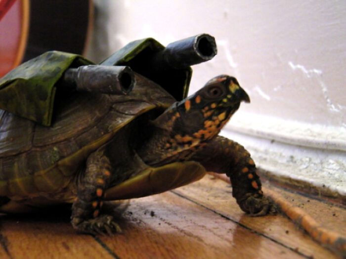 Someone On Dressed Their Turtle Up Like Blastoise