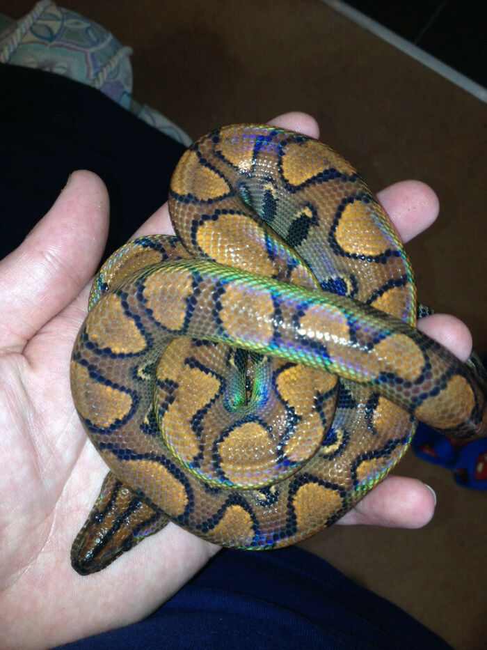 My Rainbow Boa's Fresh Skin