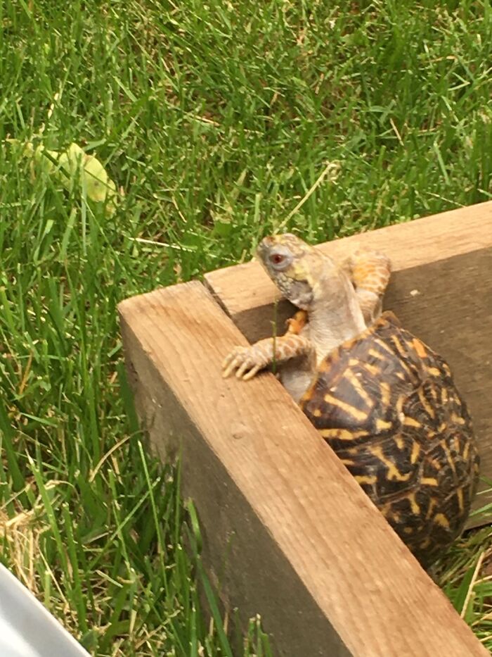 World, Meet “Turbo”. She’s 30+, Very Grumpy And Pees On Anyone Who Looks At Her Wrong. I Love Her