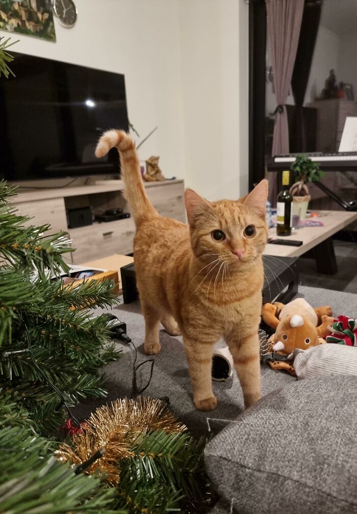 Our Shameless Guiltless Adorable Cat After She Bit Through A Christmas Lights Cable And Stopped The Electricity In The Whole Apartment