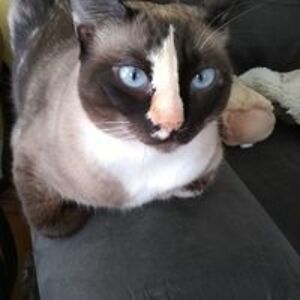 sheera_gandolfo avatar