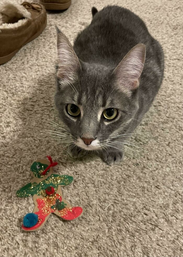 He estado en mi cama enferma todo el día. Finalmente abrí la puerta y mi gato Arthur me había traído un adorno navideño del árbol como regalo