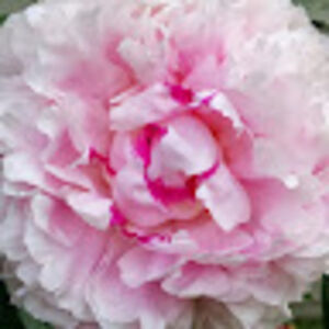 sadiemarieelick avatar