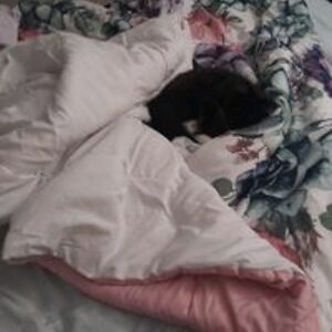 vampireprincess11241991 avatar