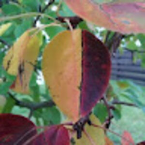 joannelawrence avatar