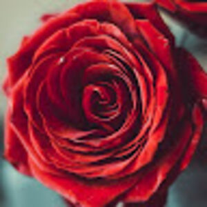 yvettebekkers_1 avatar