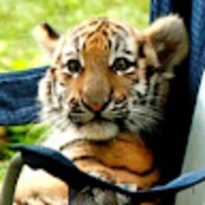 smartytiger avatar