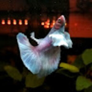 alanthompson_1 avatar