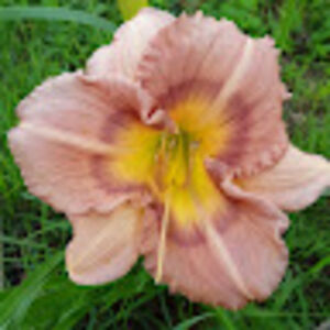 daniellekelner avatar