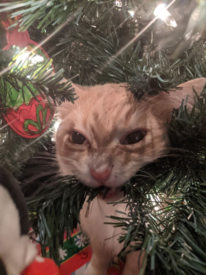 Monching The Christmas Tree