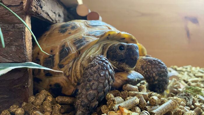 Bojack My 44 Year Old Rescue Horsefield Says Good Morning 