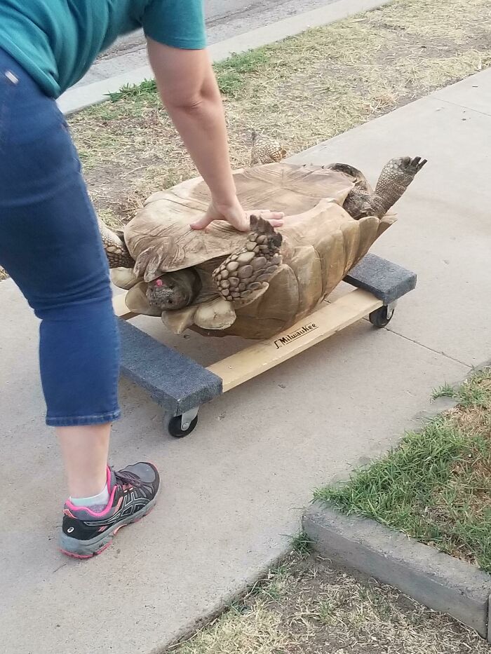Neighbor's Tortoise Escaped And Walked Almost A Street Away. At Around 250 Pounds, This Was Their Solution To Get Her Home