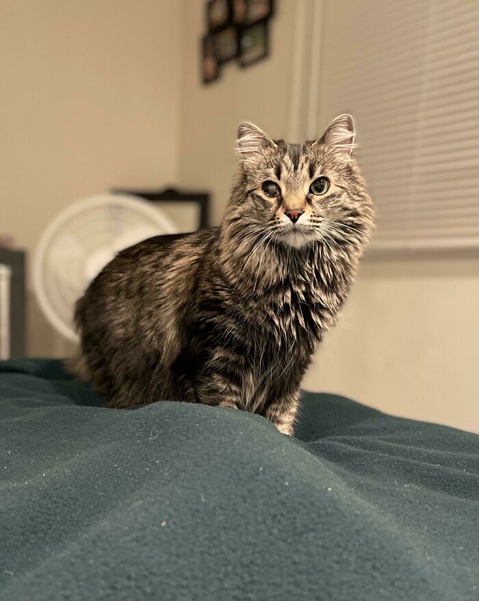 Mi chica linda fue encontrada hace unos 6 años en el lado de la carretera en el día de Navidad. Tiene 3 piernas y ceguera parcial. Noelle dice hola