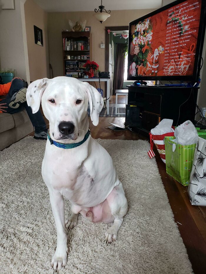 It’s My First Cake Day. Here Is My Beautiful Theo On Christmas To Celebrate