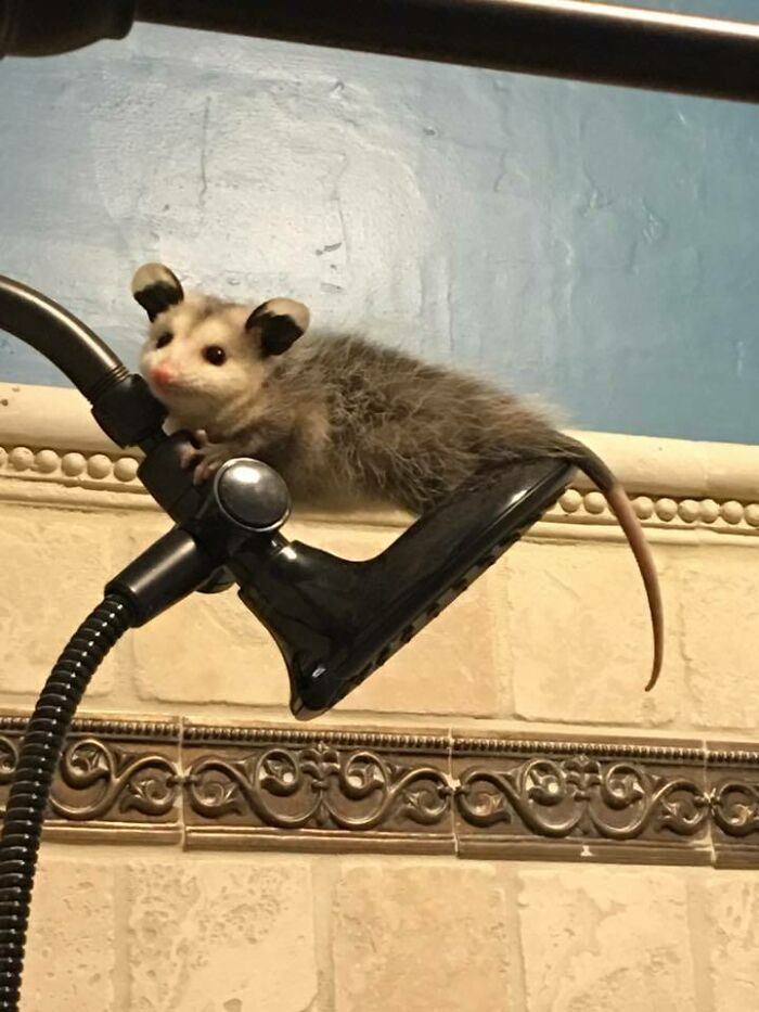 Possum adorably perched on a showerhead, showcasing its playful nature in a bathroom setting.