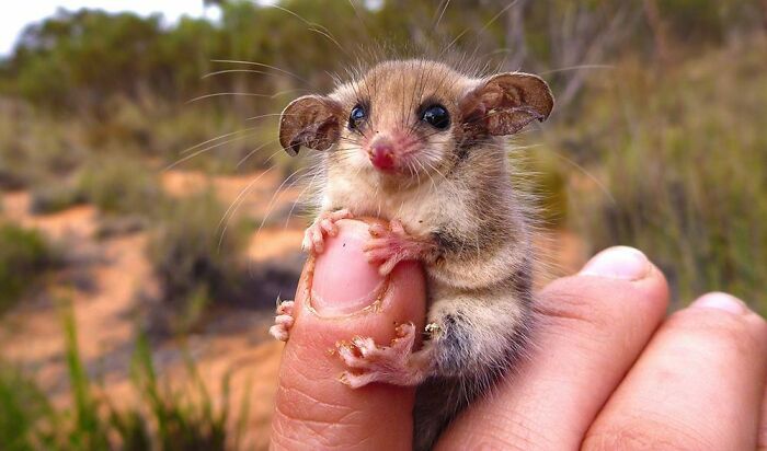 Tiny possum adorably perched on a person's thumb in a natural setting.