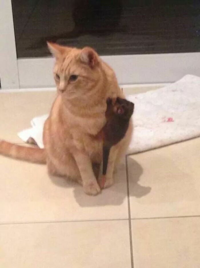 My Friends Cat Adopted A Baby Possum