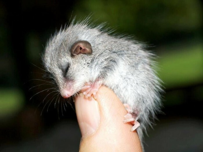 Tiny possum sleeping on a person's fingertip, showcasing its adorable and fluffy appearance.