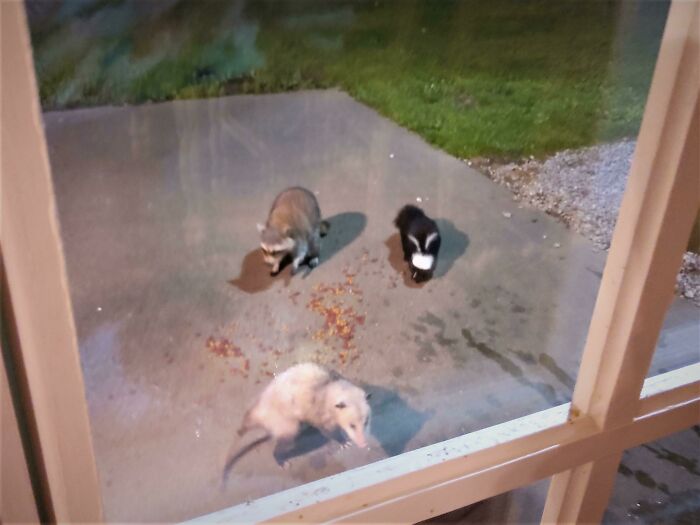Possum, raccoon, and skunk gathering outdoors, illustrating adorable wildlife behavior.