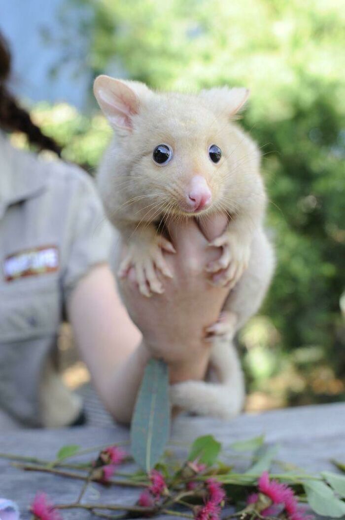 Cute possum being gently held outdoors, surrounded by greenery and pink flowers.