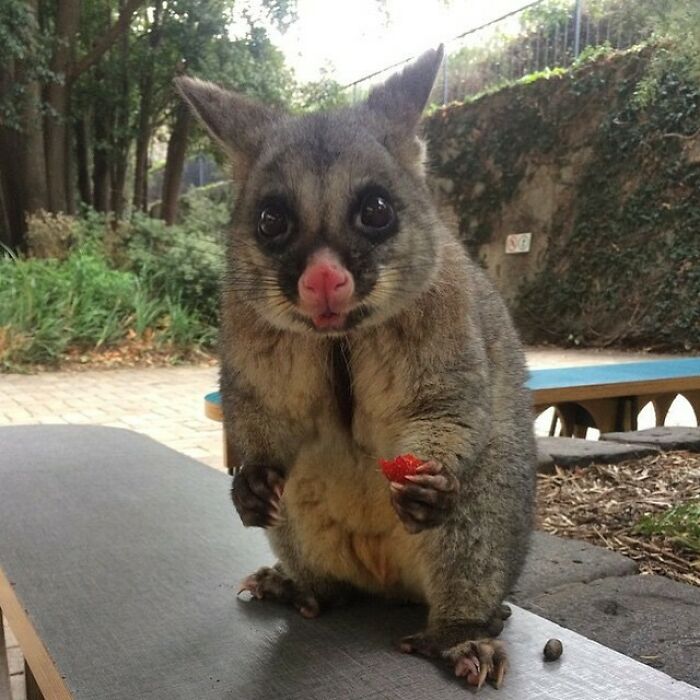 Adorable possum holding a small red fruit, sitting on a bench in a garden setting.