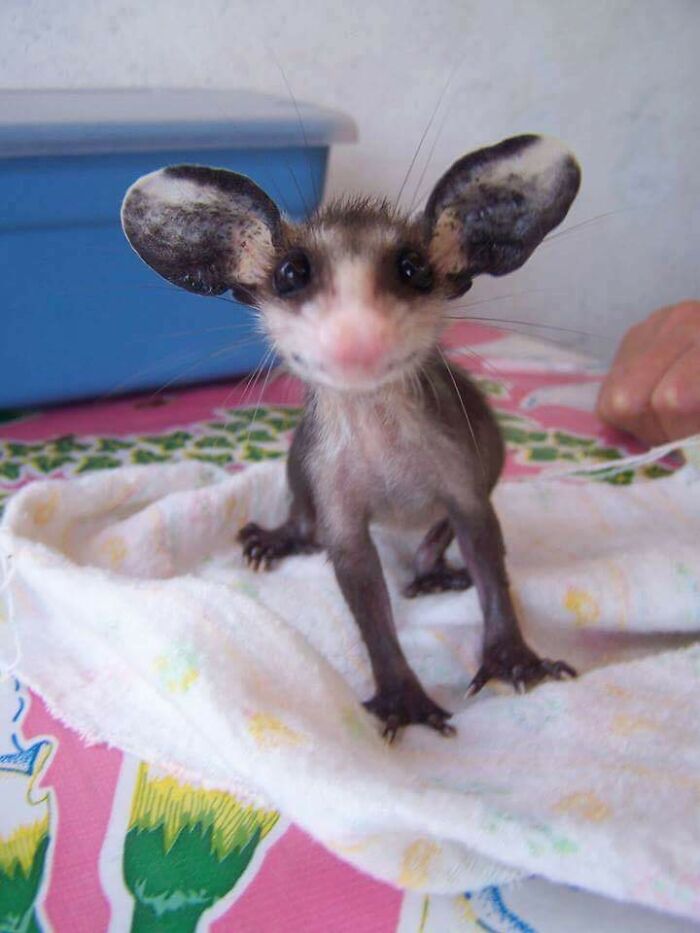 Adorable possum with large ears sitting on a colorful blanket, looking curiously at the camera.