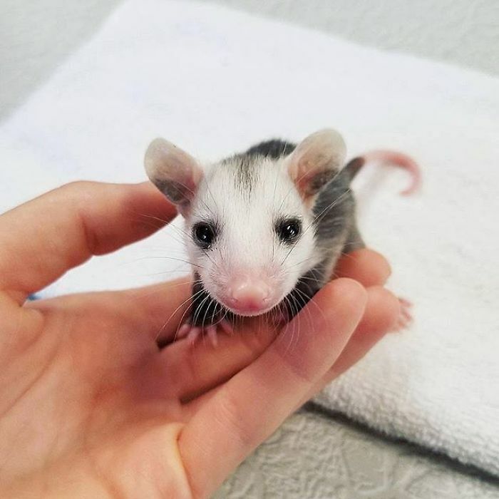 What A Pure And Tiny Face