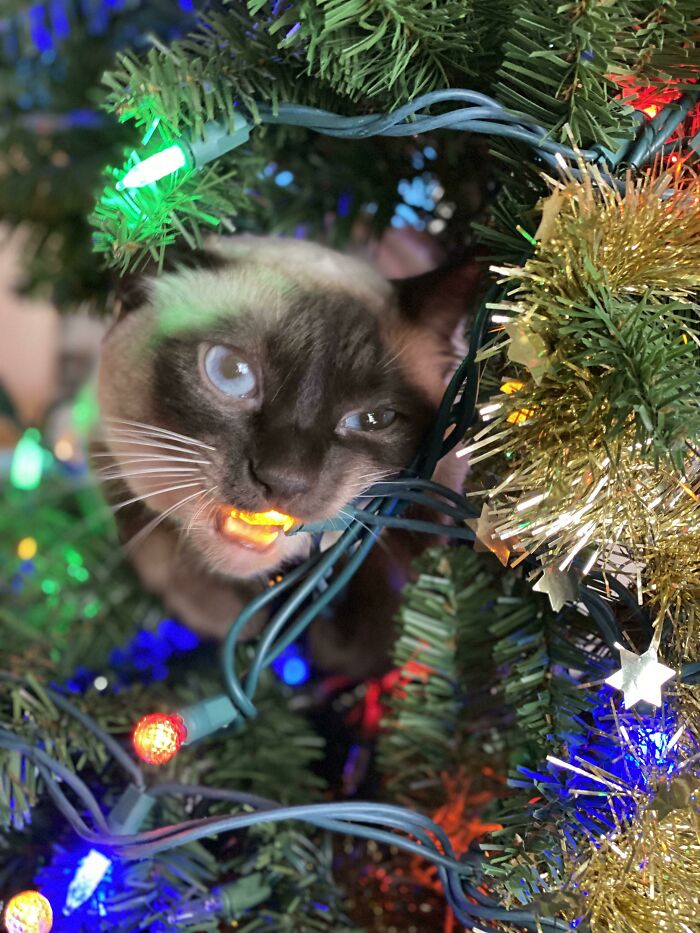 And This Is Why We Have To Leave The Tree Unplugged