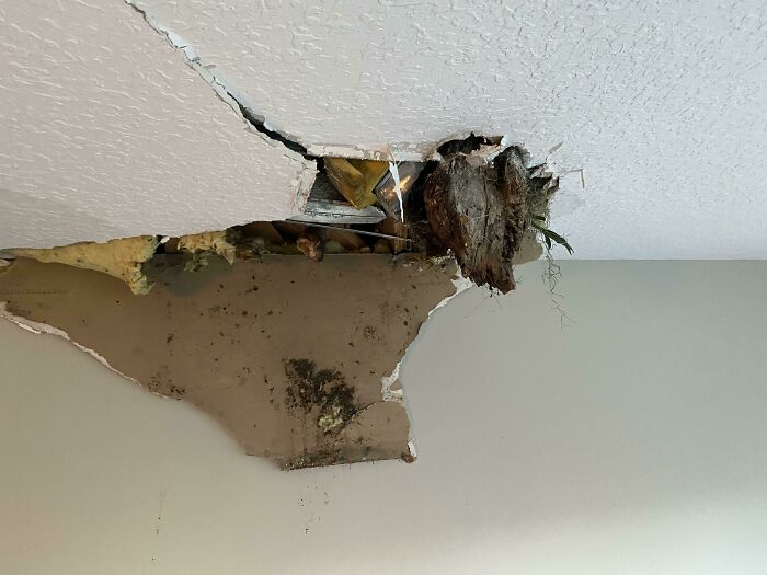 A Tree Came Through The Roof At 11 Pm Last Night During A Steady Rain With Massive Wind Gusts