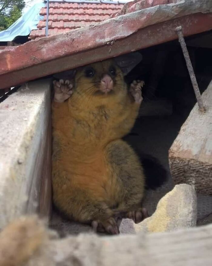 Possum adorably wedged between roof beams, eyes wide and paws raised, capturing a funny and cute moment.