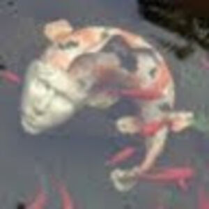 johnherasymiuk avatar