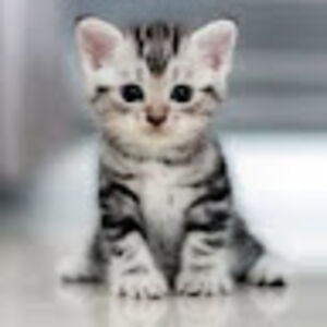 orlandopitcher avatar