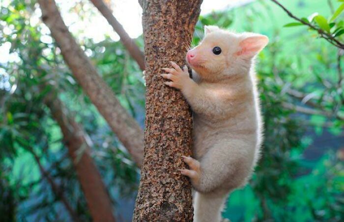 Adorable possum climbing a tree, showcasing its curious and playful nature.