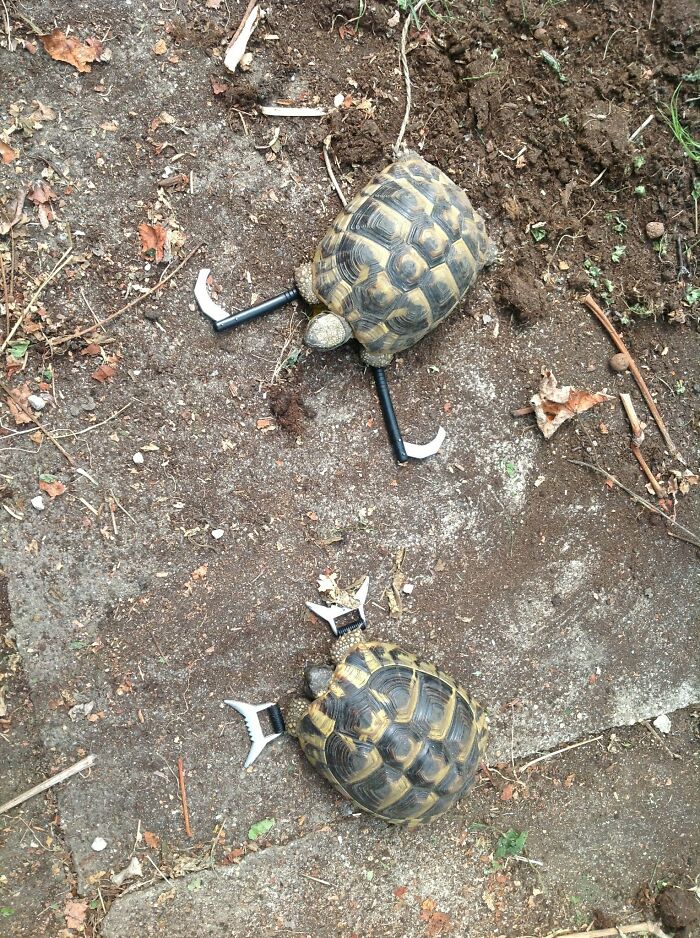 My Dad Keeps Turtles. I Started The Training. Soon I'll Have My Own Personal Bodyguards